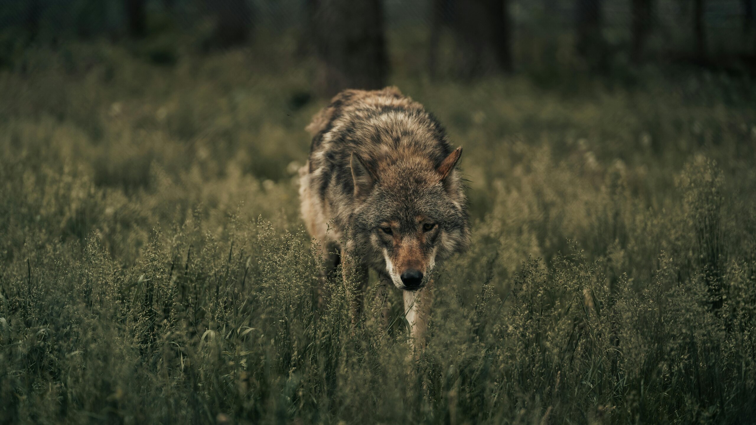 Wolf in tall grass